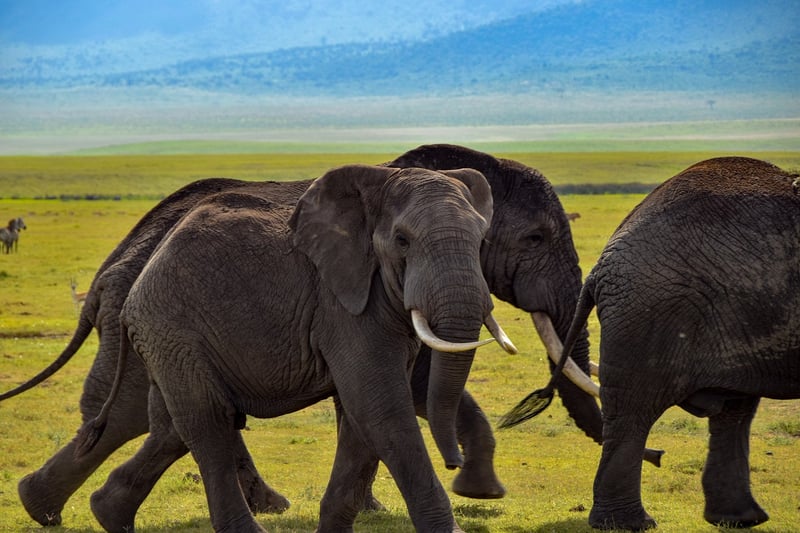 Elephants Safari